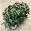 CISSUS 14 CM PARTHENOCISSUS AMAZONICA BÅGE